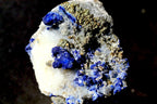 A close-up of a mineral specimen featuring bright blue lapis lazuli crystals on a white matrix with metallic gold pyrite