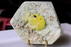 A hexagonal brucite mineral specimen featuring a bright yellow crystal cluster embedded in a pale gray and white matrix,